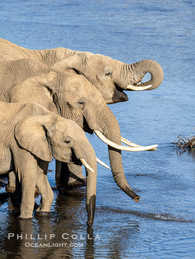 African Elephants Drinking from the Mara River, Mara Triangle, Kenya. Maasai Mara National Reserve, Loxodonta africana, natural history stock photograph, photo id 39648