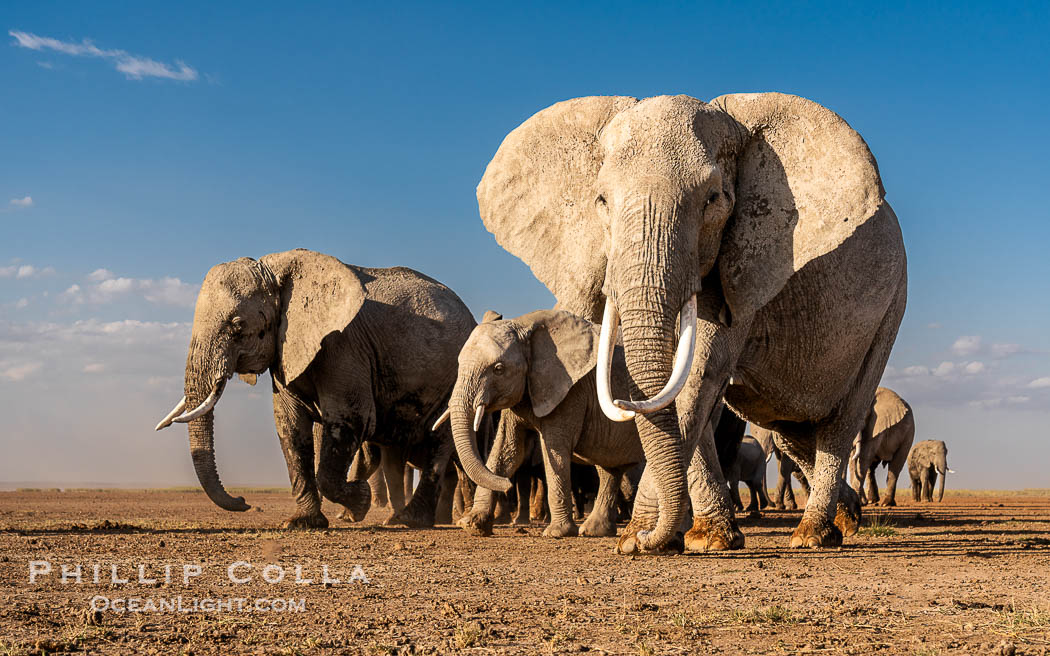 African Elephants, Large Herd Gathers at Sunset, Amboseli National Park. Kenya, Loxodonta africana, natural history stock photograph, photo id 39586
