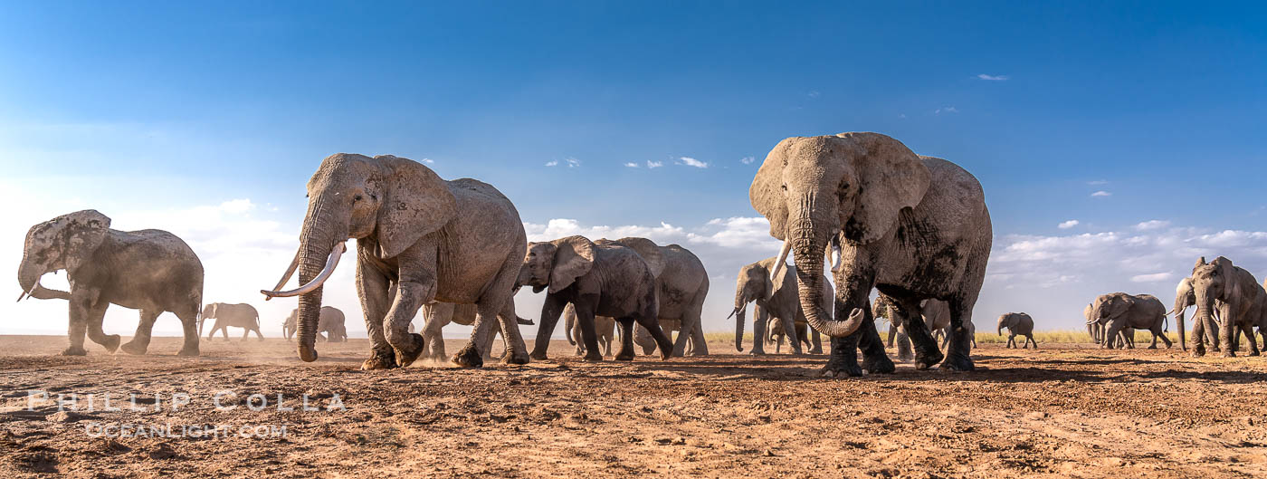 African Elephants, Large Herd Gathers at Sunset, Amboseli National Park., Loxodonta africana, natural history stock photograph, photo id 39584