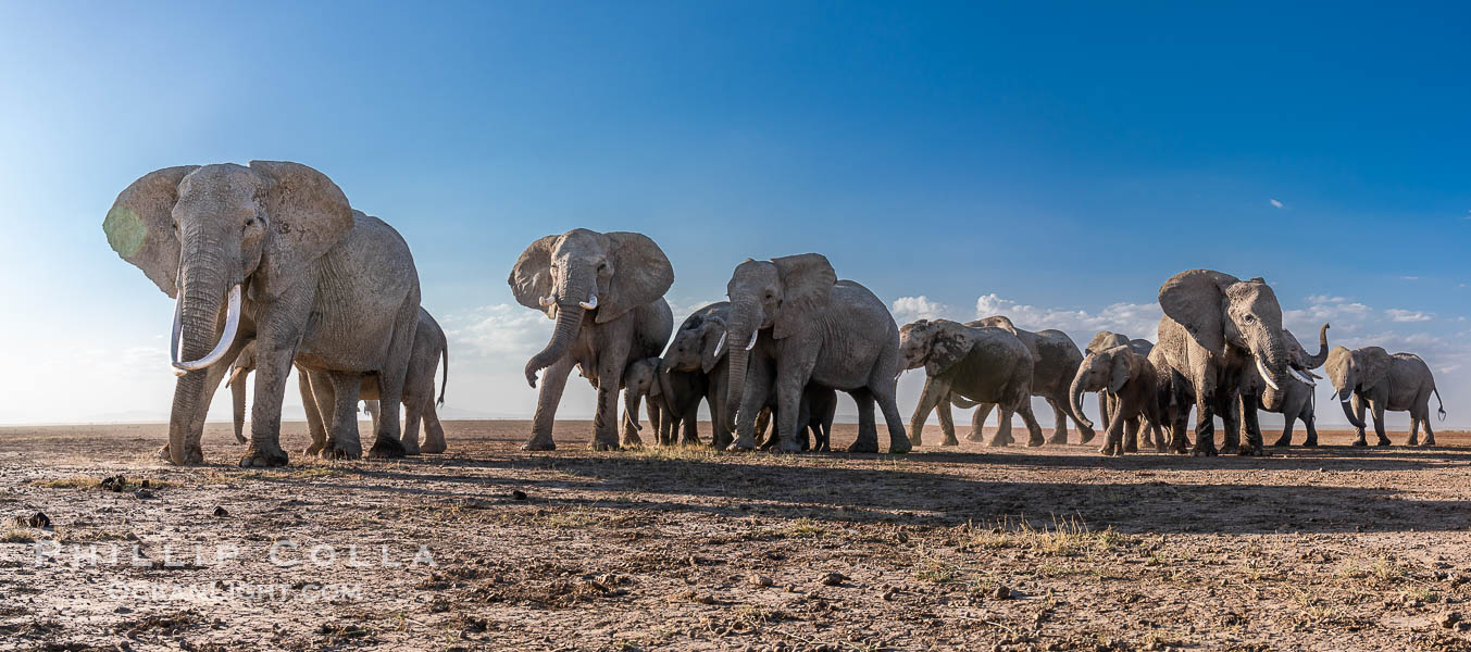 African Elephants, Large Herd Gathers at Sunset, Amboseli National Park. Kenya, Loxodonta africana, natural history stock photograph, photo id 39587