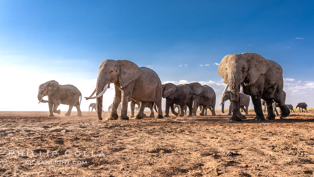 African Elephants, Large Herd Gathers at Sunset, Amboseli National Park. Kenya, Loxodonta africana, natural history stock photograph, photo id 39585
