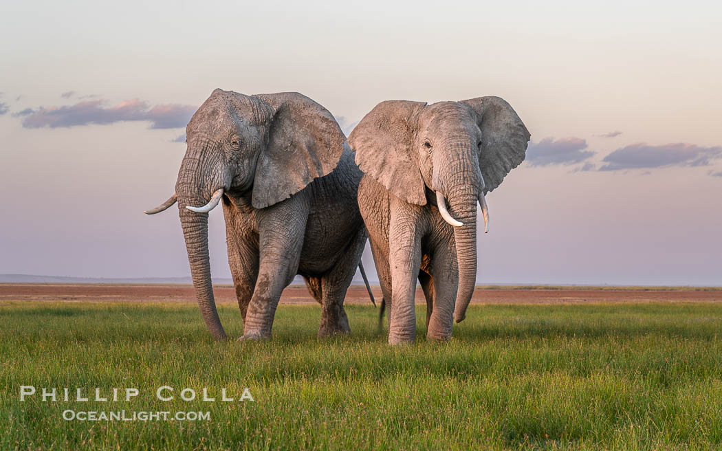 African elephants, small adult group grazing in grass, Amboseli National Park. Kenya, Loxodonta africana, natural history stock photograph, photo id 39597