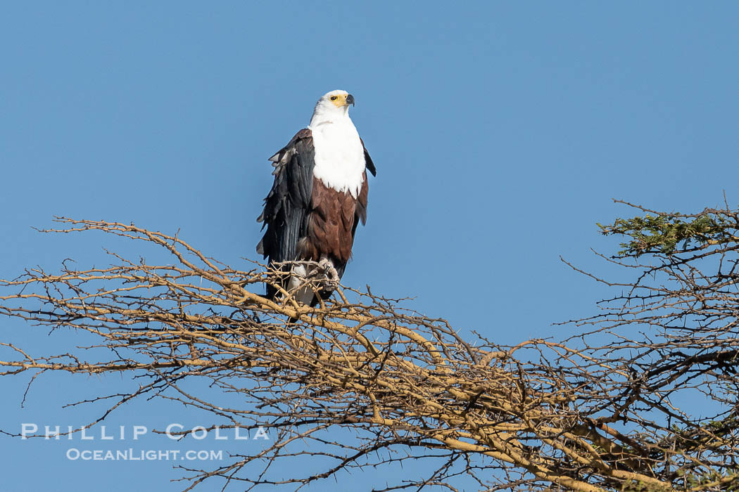 African Fish Eagle, Icthyophaga vocifer, Amboseli National Park. Kenya, Icthyophaga vocifer, natural history stock photograph, photo id 39571