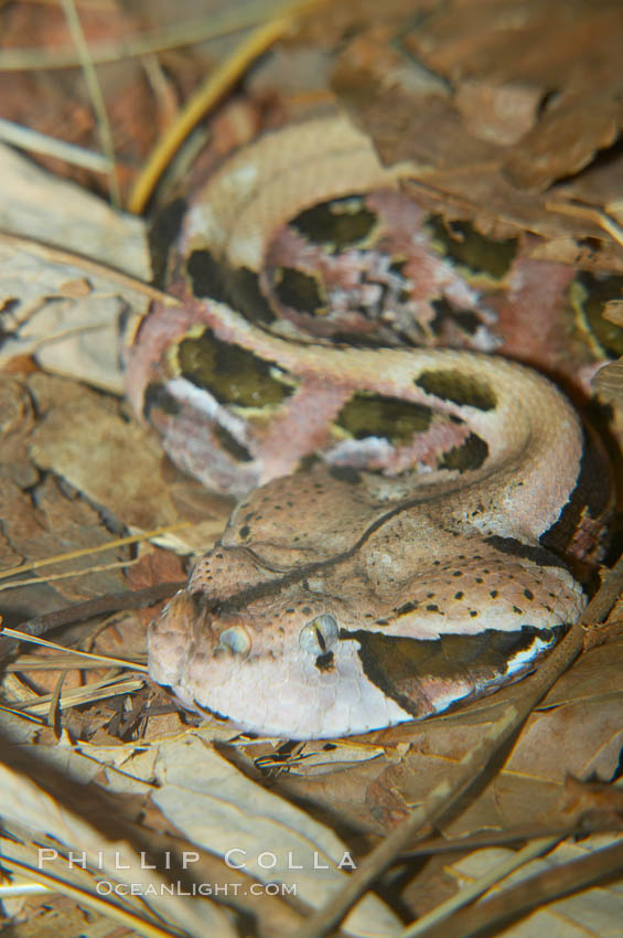 African gaboon viper camouflage blends into the leaves of the forest floor.  This heavy-bodied snake is one of the largest vipers, reaching lengths of 4-6 feet (1.5-2m).  It is nocturnal, living in rain forests in central Africa.  Its fangs are nearly 2 inches (5cm) long., Bitis gabonica, natural history stock photograph, photo id 12576