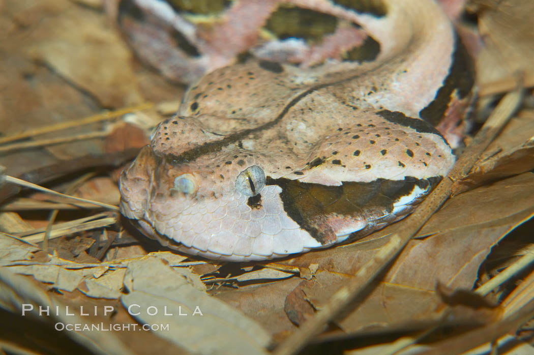 African gaboon viper camouflage blends into the leaves of the forest floor.  This heavy-bodied snake is one of the largest vipers, reaching lengths of 4-6 feet (1.5-2m).  It is nocturnal, living in rain forests in central Africa.  Its fangs are nearly 2 inches (5cm) long., Bitis gabonica, natural history stock photograph, photo id 12575
