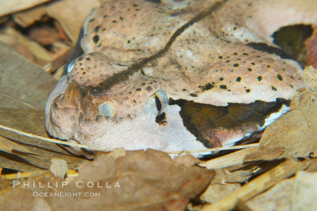 African gaboon viper camouflage blends into the leaves of the forest floor.  This heavy-bodied snake is one of the largest vipers, reaching lengths of 4-6 feet (1.5-2m).  It is nocturnal, living in rain forests in central Africa.  Its fangs are nearly 2 inches (5cm) long., Bitis gabonica, natural history stock photograph, photo id 12737