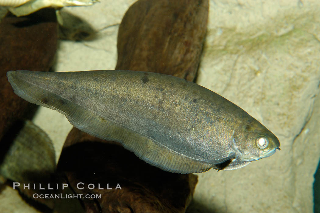 African knifefish, a freshwater fish native to the river and coastal river basins of West Africa., Xenomystus nigri, natural history stock photograph, photo id 09339