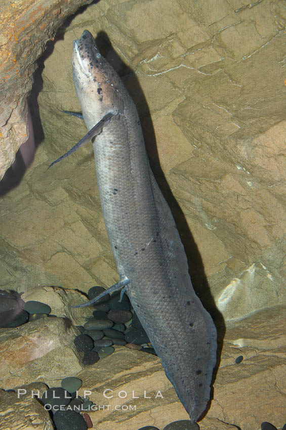African lungfish, Protopterus annectens photo, #14680