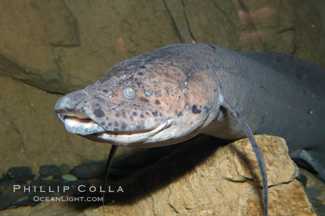 African lungfish., Protopterus annectens, natural history stock photograph, photo id 14678