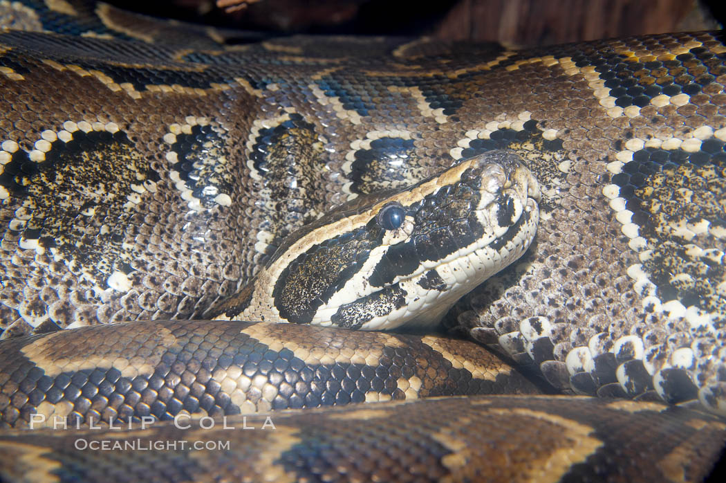 African rock python.  The largest of the African snakes, this python can measure up to 28 feet (8.5m) in length., natural history stock photograph, photo id 13976