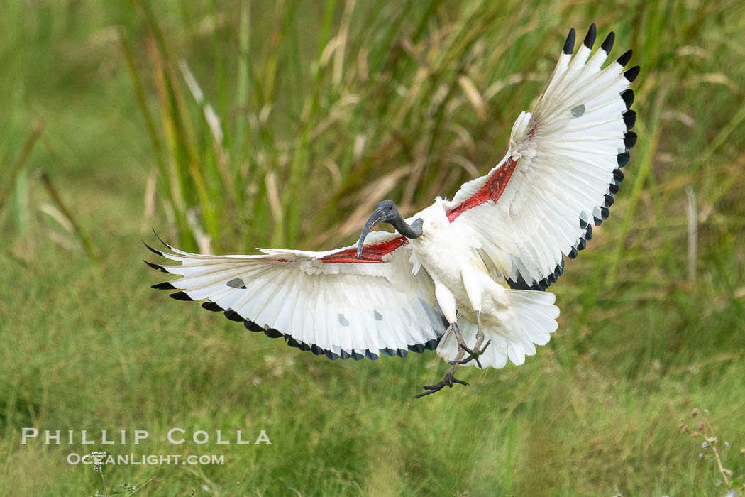 African Sacred Ibis in Flight, Threskiornis aethiopicus, Masai Mara, Kenya. Maasai Mara National Reserve, Threskiornis aethiopicus, natural history stock photograph, photo id 39623