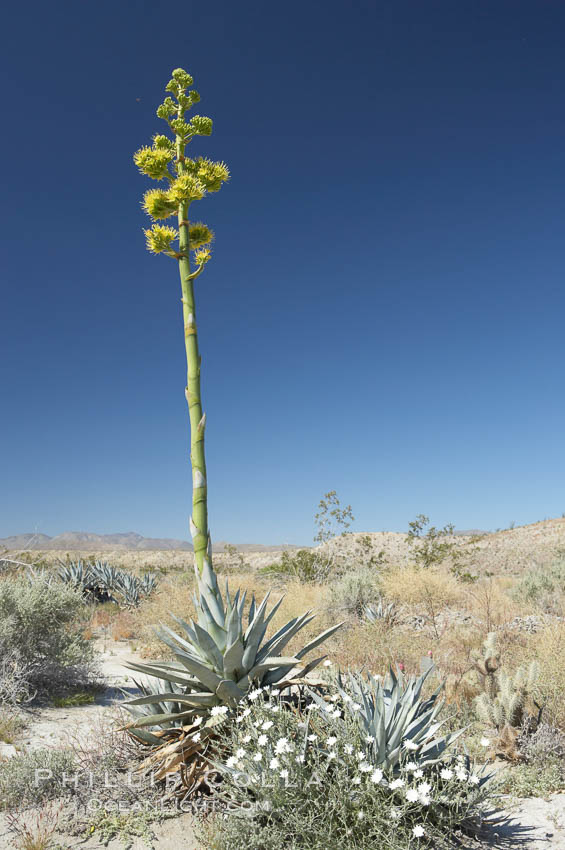 Desert agave, also known as the Century Plant, blooms in spring in Anza-Borrego Desert State Park. Desert agave is the only agave species to be found on the rocky slopes and flats bordering the Coachella Valley. It occurs over a wide range of elevations from 500 to over 4,000.  It is called century plant in reference to the amount of time it takes it to bloom. This can be anywhere from 5 to 20 years. They send up towering flower stalks that can approach 15 feet in height. Sending up this tremendous display attracts a variety of pollinators including bats, hummingbirds, bees, moths and other insects and nectar-eating birds., Agave deserti, natural history stock photograph, photo id 11558