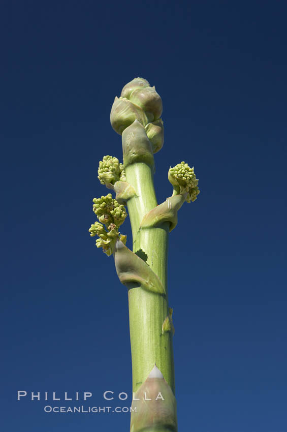 Desert agave, also known as the Century Plant, blooms in spring in Anza-Borrego Desert State Park. Desert agave is the only agave species to be found on the rocky slopes and flats bordering the Coachella Valley. It occurs over a wide range of elevations from 500 to over 4,000.  It is called century plant in reference to the amount of time it takes it to bloom. This can be anywhere from 5 to 20 years. They send up towering flower stalks that can approach 15 feet in height. Sending up this tremendous display attracts a variety of pollinators including bats, hummingbirds, bees, moths and other insects and nectar-eating birds., Agave deserti, natural history stock photograph, photo id 11570