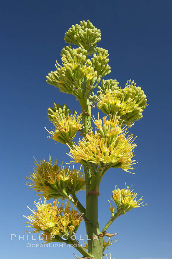 Desert agave, also known as the Century Plant, blooms in spring in Anza-Borrego Desert State Park. Desert agave is the only agave species to be found on the rocky slopes and flats bordering the Coachella Valley. It occurs over a wide range of elevations from 500 to over 4,000.  It is called century plant in reference to the amount of time it takes it to bloom. This can be anywhere from 5 to 20 years. They send up towering flower stalks that can approach 15 feet in height. Sending up this tremendous display attracts a variety of pollinators including bats, hummingbirds, bees, moths and other insects and nectar-eating birds., Agave deserti, natural history stock photograph, photo id 11578