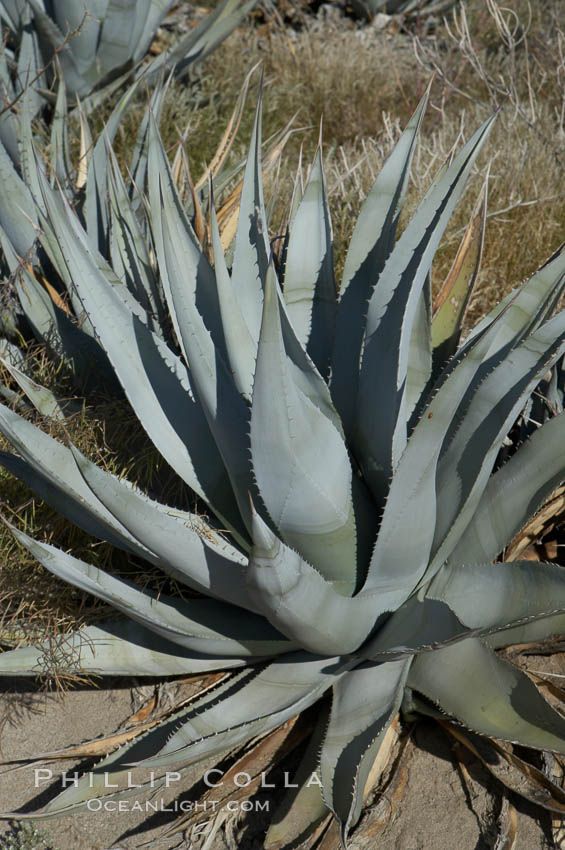 Desert agave, also known as the Century Plant, blooms in spring in Anza-Borrego Desert State Park. Desert agave is the only agave species to be found on the rocky slopes and flats bordering the Coachella Valley. It occurs over a wide range of elevations from 500 to over 4,000.  It is called century plant in reference to the amount of time it takes it to bloom. This can be anywhere from 5 to 20 years. They send up towering flower stalks that can approach 15 feet in height. Sending up this tremendous display attracts a variety of pollinators including bats, hummingbirds, bees, moths and other insects and nectar-eating birds., Agave deserti, natural history stock photograph, photo id 11552