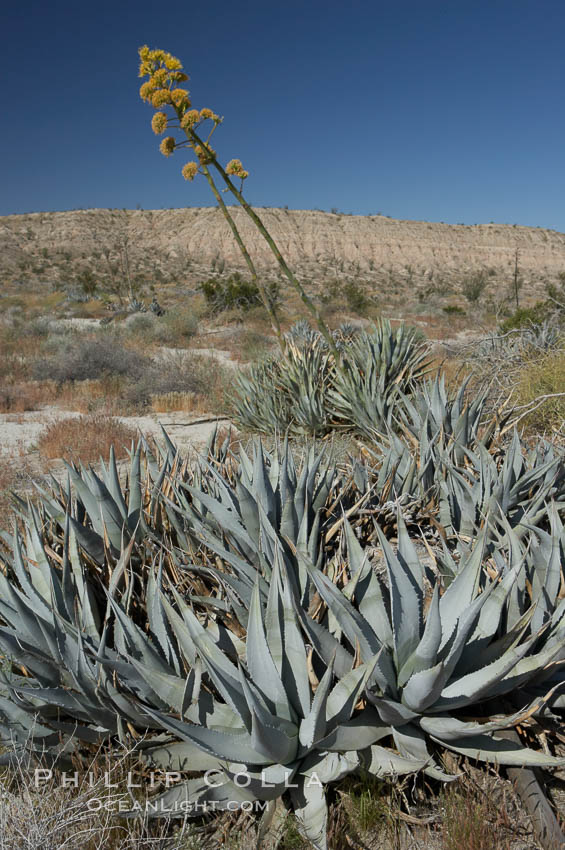 Desert agave, also known as the Century Plant, blooms in spring in Anza-Borrego Desert State Park. Desert agave is the only agave species to be found on the rocky slopes and flats bordering the Coachella Valley. It occurs over a wide range of elevations from 500 to over 4,000.  It is called century plant in reference to the amount of time it takes it to bloom. This can be anywhere from 5 to 20 years. They send up towering flower stalks that can approach 15 feet in height. Sending up this tremendous display attracts a variety of pollinators including bats, hummingbirds, bees, moths and other insects and nectar-eating birds., Agave deserti, natural history stock photograph, photo id 11564
