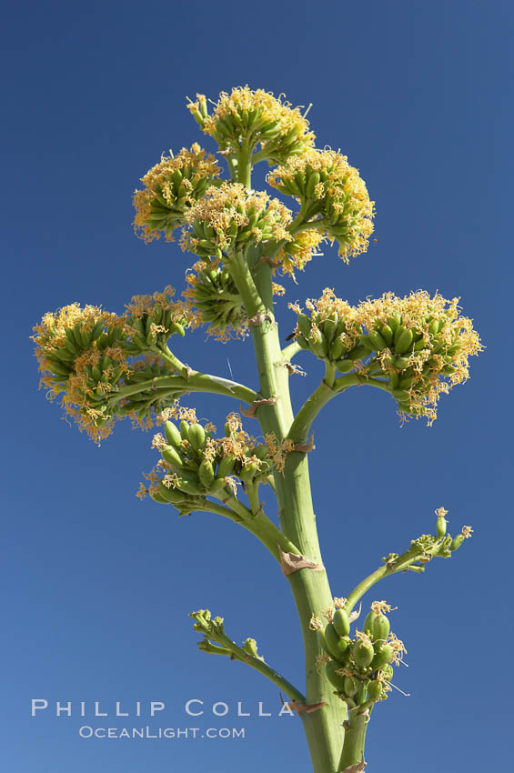 Desert agave, also known as the Century Plant, blooms in spring in Anza-Borrego Desert State Park. Desert agave is the only agave species to be found on the rocky slopes and flats bordering the Coachella Valley. It occurs over a wide range of elevations from 500 to over 4,000.  It is called century plant in reference to the amount of time it takes it to bloom. This can be anywhere from 5 to 20 years. They send up towering flower stalks that can approach 15 feet in height. Sending up this tremendous display attracts a variety of pollinators including bats, hummingbirds, bees, moths and other insects and nectar-eating birds., Agave deserti, natural history stock photograph, photo id 11561