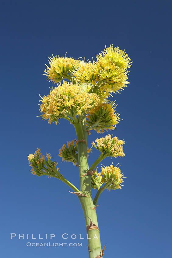 Desert agave, also known as the Century Plant, blooms in spring in Anza-Borrego Desert State Park. Desert agave is the only agave species to be found on the rocky slopes and flats bordering the Coachella Valley. It occurs over a wide range of elevations from 500 to over 4,000.  It is called century plant in reference to the amount of time it takes it to bloom. This can be anywhere from 5 to 20 years. They send up towering flower stalks that can approach 15 feet in height. Sending up this tremendous display attracts a variety of pollinators including bats, hummingbirds, bees, moths and other insects and nectar-eating birds., Agave deserti, natural history stock photograph, photo id 11573