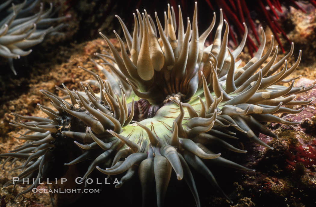 Aggregating anemone opens its arms to passing ocean currents in an attempt to snag passing bits of food or unwary prey. Laguna Beach, California, USA, Anthopleura elegantissima, natural history stock photograph, photo id 00314