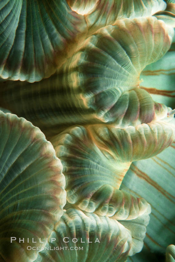 Aggregating anemone mouth detail. San Miguel Island, California, USA, Anthopleura elegantissima, natural history stock photograph, photo id 05302