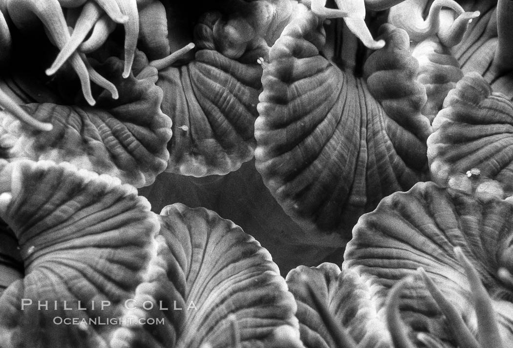 Aggregating anemone detail. San Miguel Island, California, USA, Anthopleura elegantissima, natural history stock photograph, photo id 06130