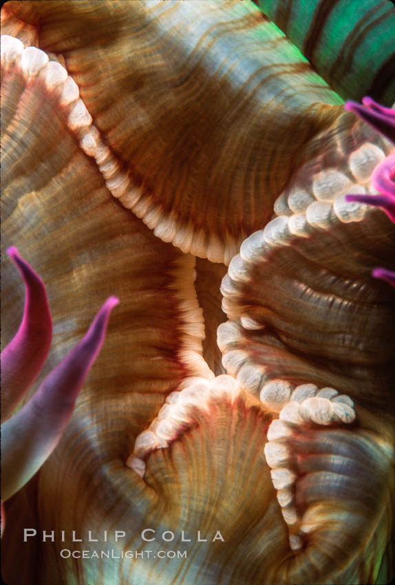 Anemone mouth. San Miguel Island, California, USA, Anthopleura elegantissima, natural history stock photograph, photo id 02484