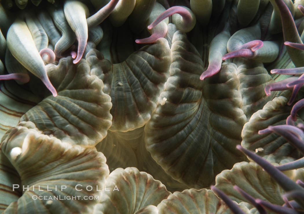 Aggregating anemone mouth detail. San Miguel Island, California, USA, Anthopleura elegantissima, natural history stock photograph, photo id 05303