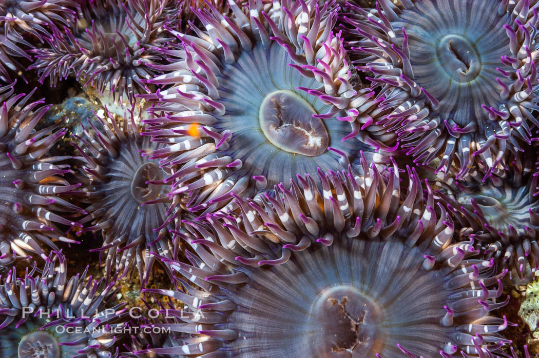 Aggregating anemones.  Arrayed in a clonal group, all of these anemones are genetically identical.  San Nicholas Island. California, USA, Anthopleura elegantissima, natural history stock photograph, photo id 10151