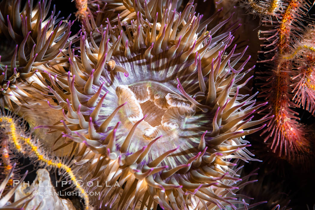 Aggregating anemones Anthopleura elegantissima on oil rigs, southern California., natural history stock photograph, photo id 35081