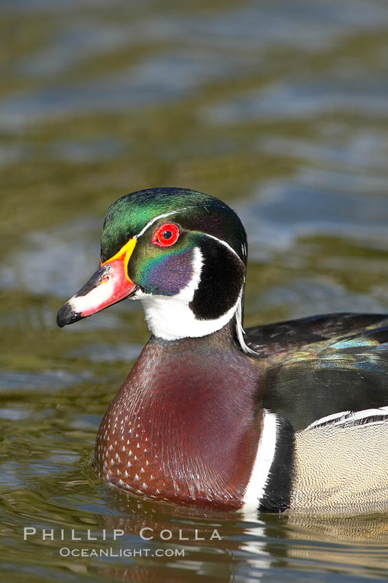 Wood duck, male. Santee Lakes, California, USA, Aix sponsa, natural history stock photograph, photo id 15701
