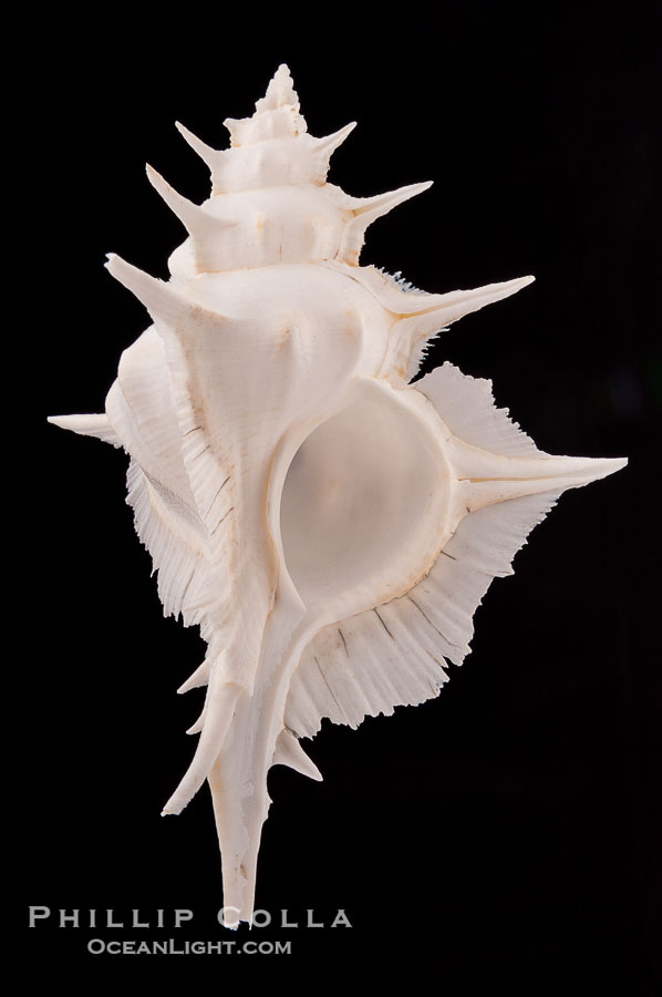 Alabaster Murex., Siratus alabaster, natural history stock photograph, photo id 08786