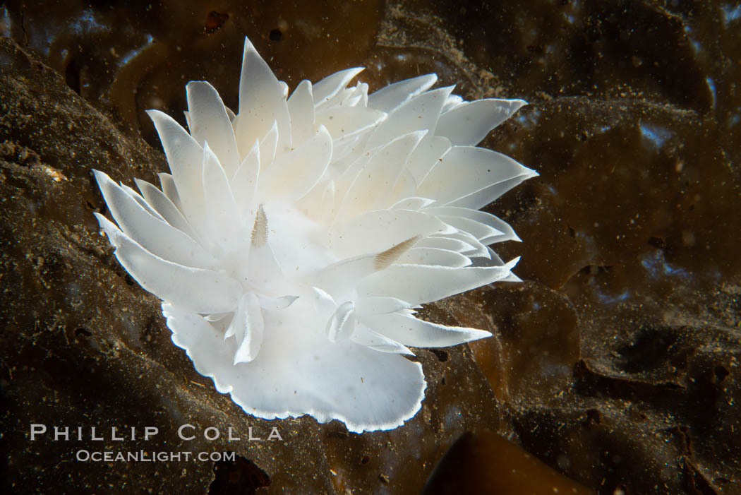 Alabaster Nudibranch, white-lined dirona, Dirona albolineata, Vancouver Island. British Columbia, Canada, Dirona albolineata, natural history stock photograph, photo id 34458