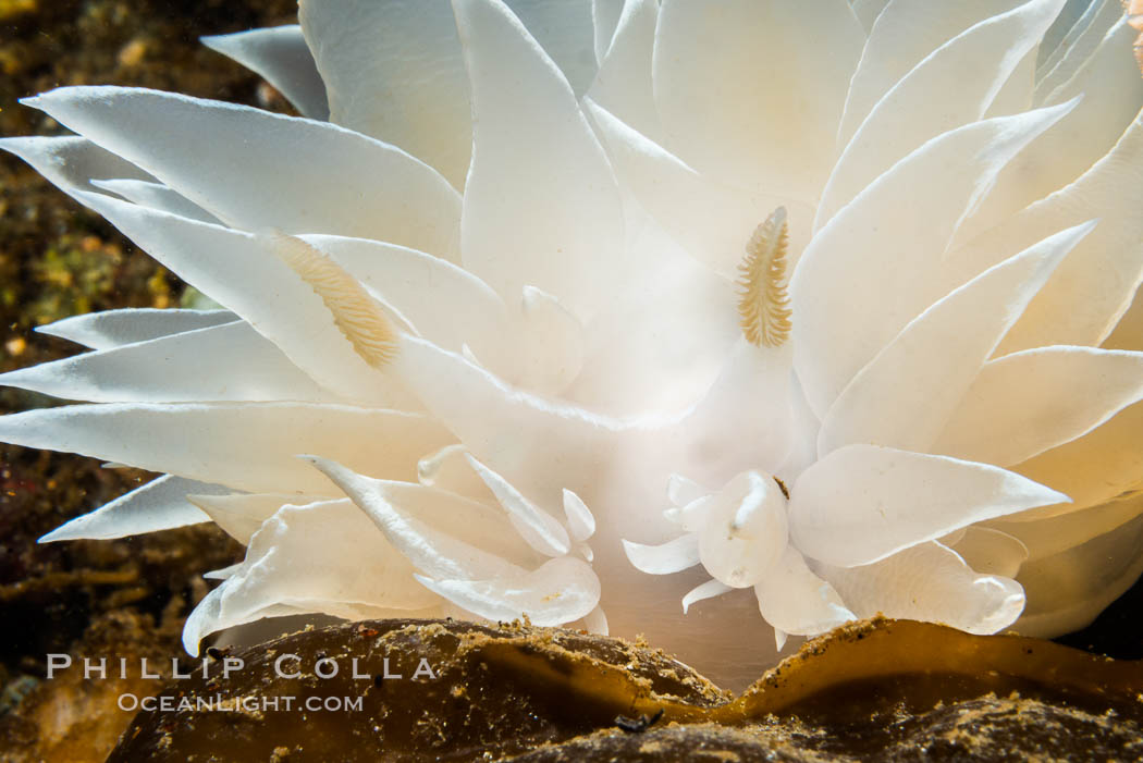 Alabaster Nudibranch, white-lined dirona, Dirona albolineata, Vancouver Island. British Columbia, Canada, Dirona albolineata, natural history stock photograph, photo id 34356