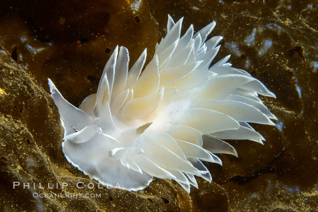 Alabaster Nudibranch, white-lined dirona, Dirona albolineata, Vancouver Island. British Columbia, Canada, Dirona albolineata, natural history stock photograph, photo id 34355