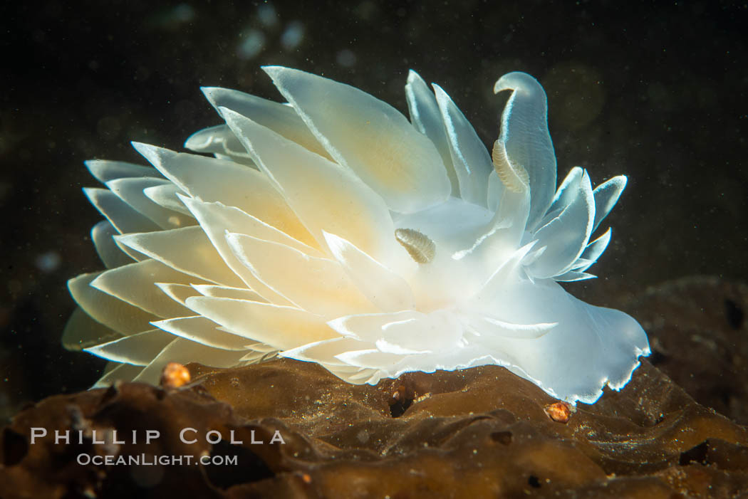 Alabaster Nudibranch, white-lined dirona, Dirona albolineata, Vancouver Island. British Columbia, Canada, Dirona albolineata, natural history stock photograph, photo id 35451