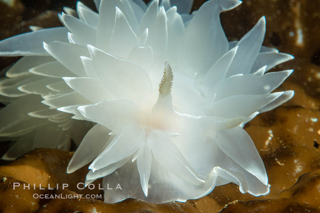 Alabaster Nudibranch, white-lined dirona, Dirona albolineata, Vancouver Island. British Columbia, Canada, Dirona albolineata, natural history stock photograph, photo id 35317