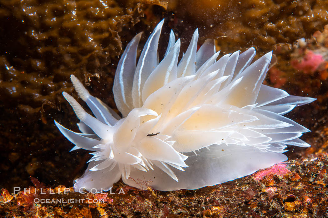 Alabaster Nudibranch, white-lined dirona, Dirona albolineata, Vancouver Island. British Columbia, Canada, Dirona albolineata, natural history stock photograph, photo id 35529