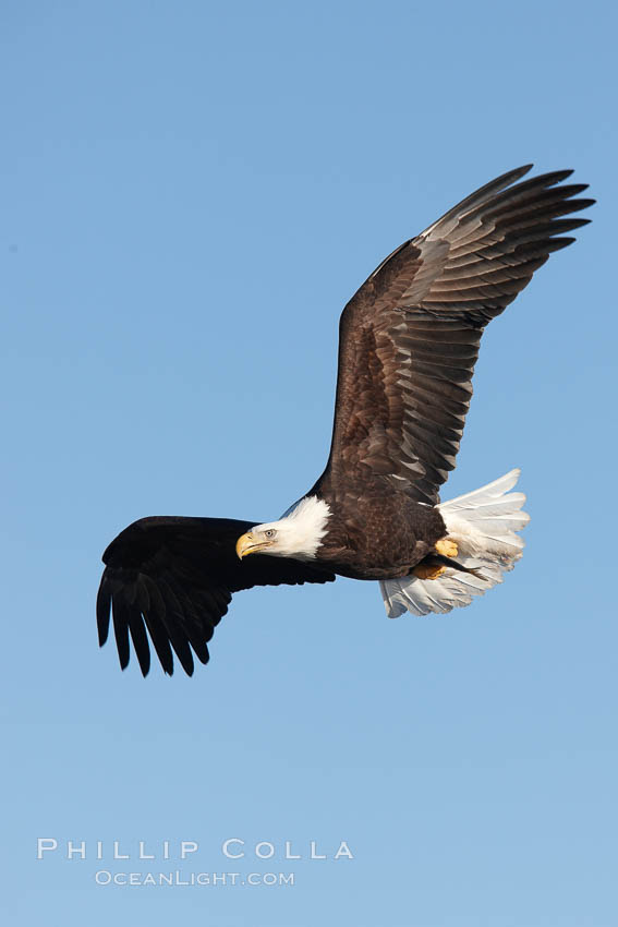 Bald eagle in flight, wing spread, soaring. Kachemak Bay, Homer, Alaska, USA, Haliaeetus leucocephalus, Haliaeetus leucocephalus washingtoniensis, natural history stock photograph, photo id 22678