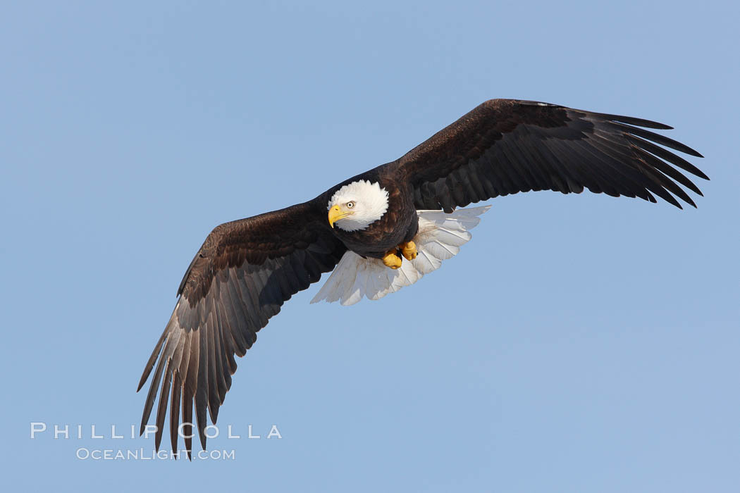 Bald eagle in flight, wing spread, soaring. Kachemak Bay, Homer, Alaska, USA, Haliaeetus leucocephalus, Haliaeetus leucocephalus washingtoniensis, natural history stock photograph, photo id 22640