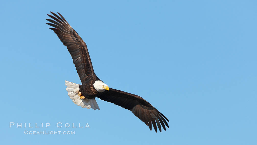 Bald eagle in flight, wing spread, soaring. Kachemak Bay, Homer, Alaska, USA, Haliaeetus leucocephalus, Haliaeetus leucocephalus washingtoniensis, natural history stock photograph, photo id 22724