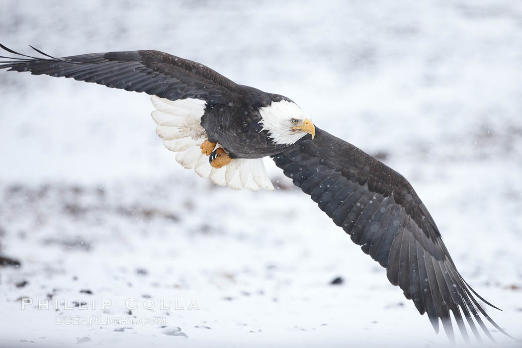 Bald eagle in flight, snow falling, overcast sky, snow covered beach in the background. Kachemak Bay, Homer, Alaska, USA, Haliaeetus leucocephalus, Haliaeetus leucocephalus washingtoniensis, natural history stock photograph, photo id 22772