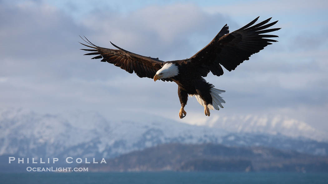 Bald eagle in flight, sidelit, cloudy sky and Kenai Mountains in the background., Haliaeetus leucocephalus, Haliaeetus leucocephalus washingtoniensis, natural history stock photograph, photo id 22860