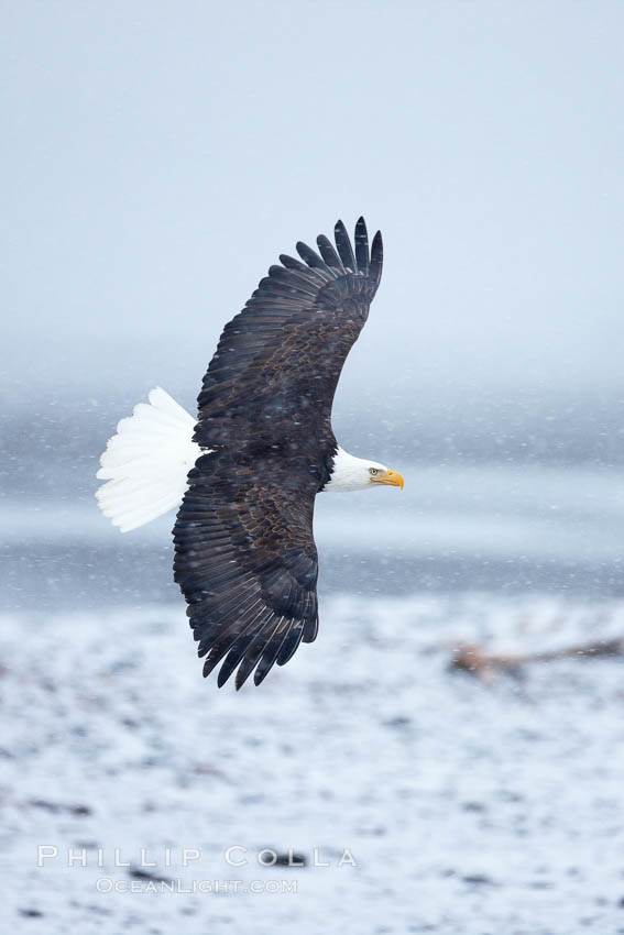 Bald eagle in flight, snow falling, overcast sky, snow covered beach and Kachemak Bay in the background. Homer, Alaska, USA, Haliaeetus leucocephalus, Haliaeetus leucocephalus washingtoniensis, natural history stock photograph, photo id 22619