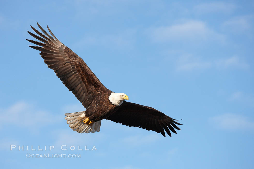 Bald eagle in flight, wing spread, soaring. Kachemak Bay, Homer, Alaska, USA, Haliaeetus leucocephalus, Haliaeetus leucocephalus washingtoniensis, natural history stock photograph, photo id 22771