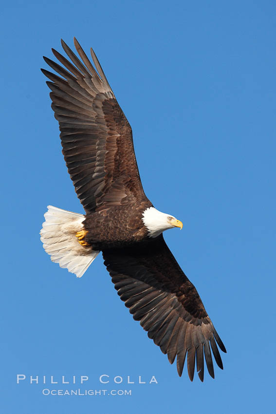 Bald eagle in flight, wing spread, soaring. Kachemak Bay, Homer, Alaska, USA, Haliaeetus leucocephalus, Haliaeetus leucocephalus washingtoniensis, natural history stock photograph, photo id 22787