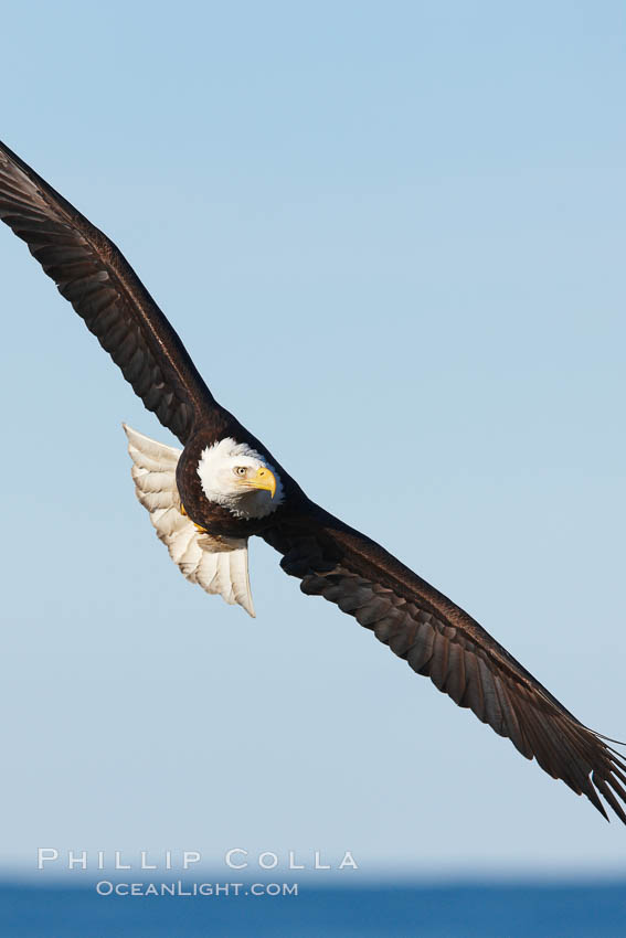 Bald eagle in flight, Kachemak Bay in background. Homer, Alaska, USA, Haliaeetus leucocephalus, Haliaeetus leucocephalus washingtoniensis, natural history stock photograph, photo id 22823