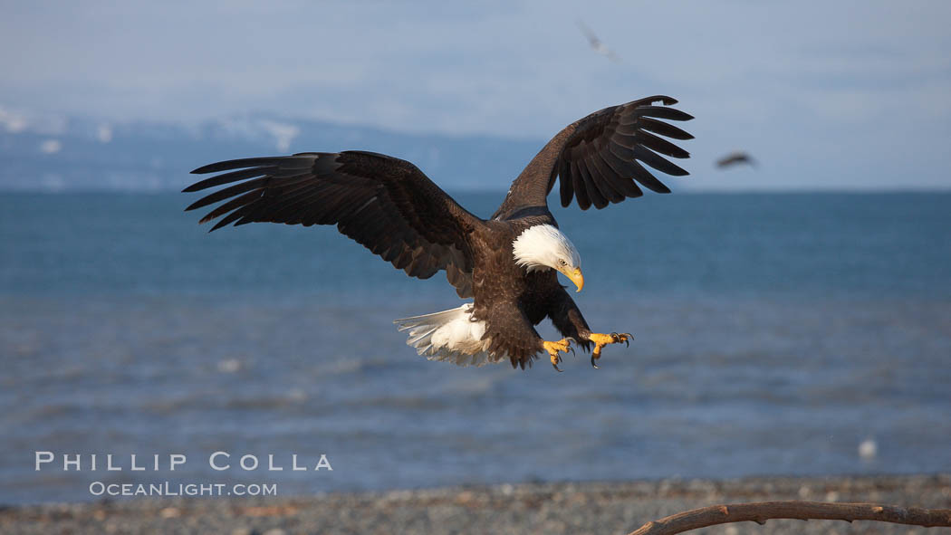 Bald eagle in flight, spreads its wings wide to slow before landing on a wooden perch. Kachemak Bay, Homer, Alaska, USA, Haliaeetus leucocephalus, Haliaeetus leucocephalus washingtoniensis, natural history stock photograph, photo id 22859