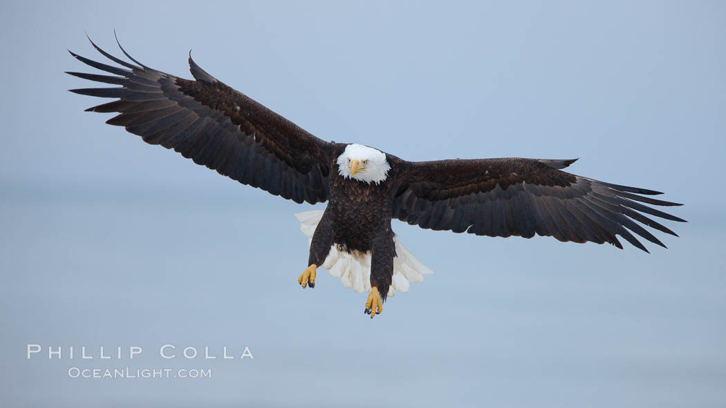 Bald eagle in flight, wing spread, soaring. Kachemak Bay, Homer, Alaska, USA, Haliaeetus leucocephalus, Haliaeetus leucocephalus washingtoniensis, natural history stock photograph, photo id 22721