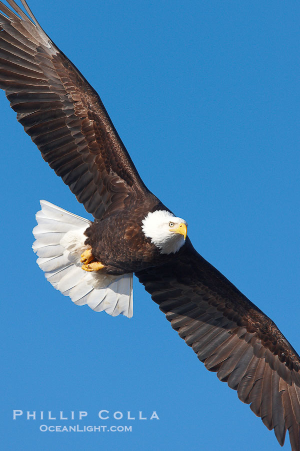 Bald eagle in flight, wing spread, soaring., Haliaeetus leucocephalus, Haliaeetus leucocephalus washingtoniensis, natural history stock photograph, photo id 22793
