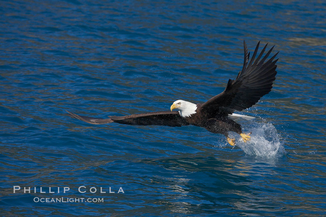 Bald eagle, makes a splash while in flight as it takes a fish out of the water. Kenai Peninsula, Alaska, USA, Haliaeetus leucocephalus, Haliaeetus leucocephalus washingtoniensis, natural history stock photograph, photo id 22852